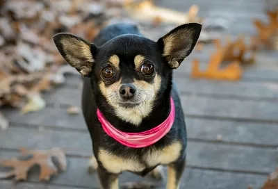 Полиция Новороссийска проверит информацию об избившем чужую собаку костылем мужчине