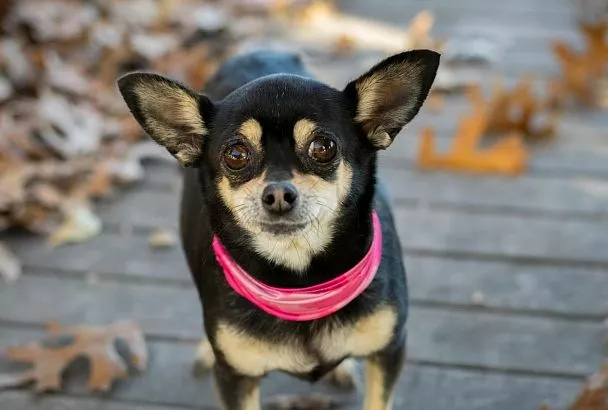 Полиция Новороссийска проверит информацию об избившем чужую собаку костылем мужчине