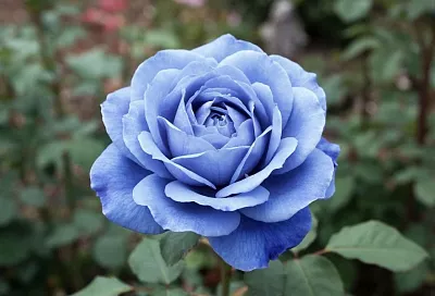 Таких цветов не существует: почему не стоит покупать синие розы и желтую сирень