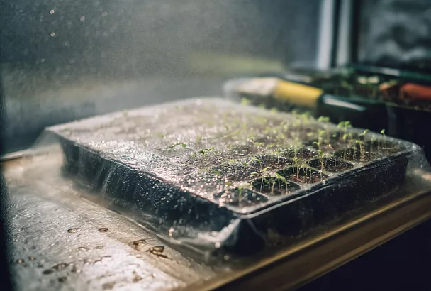 Как сеять мелкие семена петунии и виолы: сроки, грунт и способы