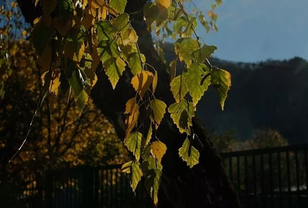 Вильфанд предупредил о значительном понижении температуры в Краснодарском крае  