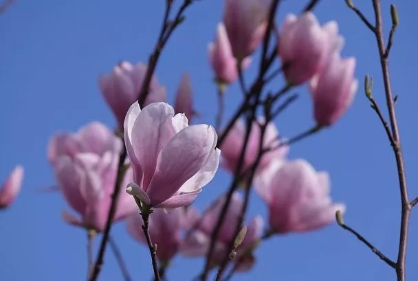 Первые магнолии зацвели в Туапсе  
