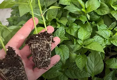 Рассада для раннего урожая: 4 культуры, семена которых нужно кровь из носа посадить до конца февраля