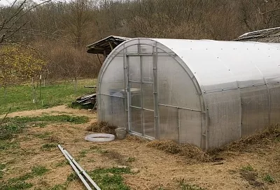 Тепличные условия: осенняя дезинфекция от вредителей и болезней