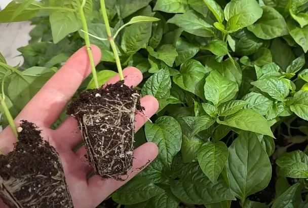 Рассада для раннего урожая: 4 культуры, семена которых нужно кровь из носа посадить до конца февраля