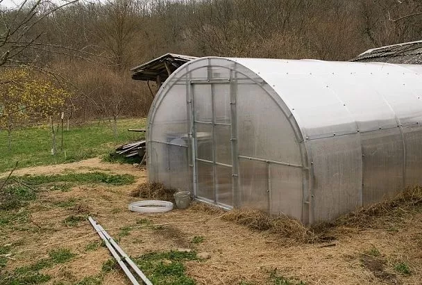 Тепличные условия: осенняя дезинфекция от вредителей и болезней