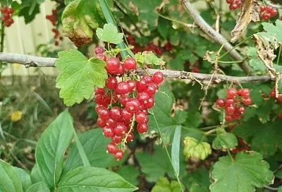 Положите весной под куст смородины пласт картофельных очисток толщиной в 10 см и будете собирать урожай ведрами