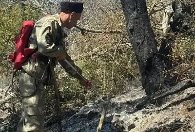 Около 70 редких и исчезающих деревьев уничтожены в анапском заповеднике Утриш при атаке БПЛА