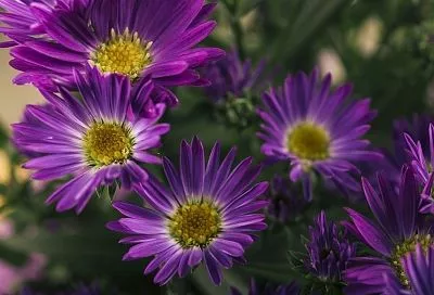 «Ах, эти шапочки у астры»: осенний посев астр для шикарных цветов без усилий