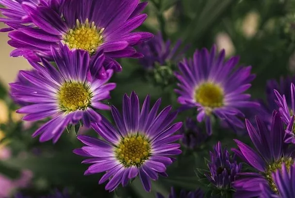 «Ах, эти шапочки у астры»: осенний посев астр для шикарных цветов без усилий