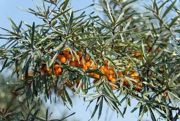 Зимний урожай на ветках: кустарники, которые кормят и лечат даже в январе