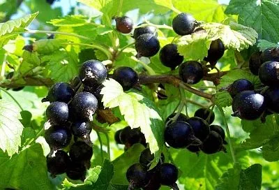 Помоги смородине уже сейчас - один простой прием превратит даже слабый куст в настоящий источник урожая