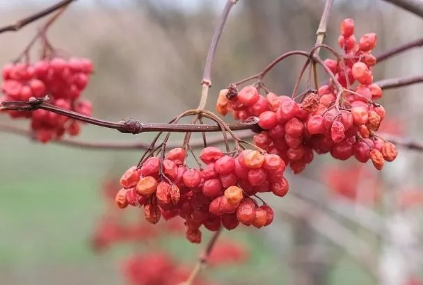 Калина острая, калина вызрела: оригинальный соус, который никого не оставит равнодушным