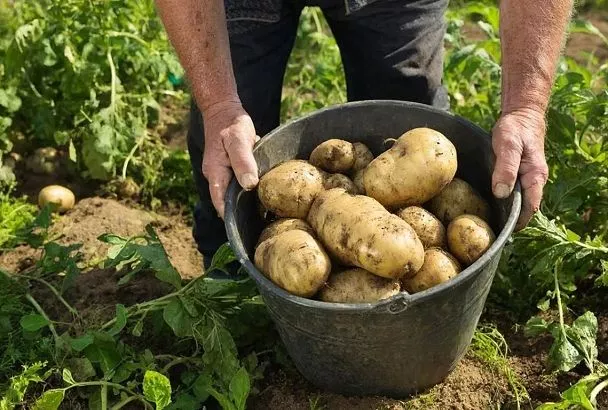 Засухоустойчивый картофель для Юга: проверенные сорта - большой урожай даже в жару