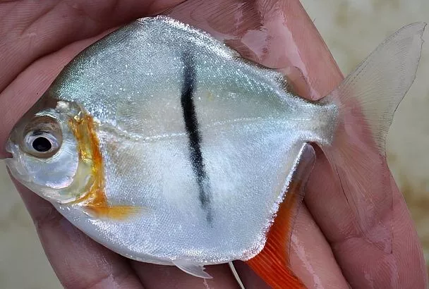 Он следит за вами: в честь Ока Саурона из «Властелина колец» назвали новый вид рыбы