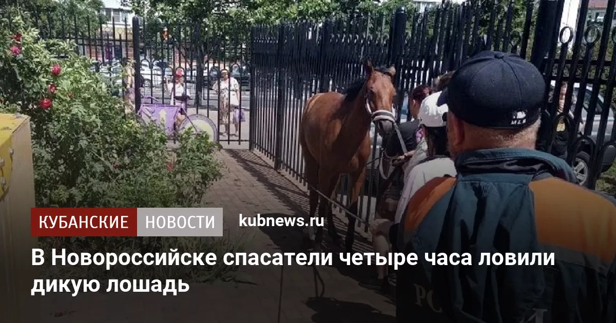 В Новороссийске спасатели четыре часа ловили дикую лошадь