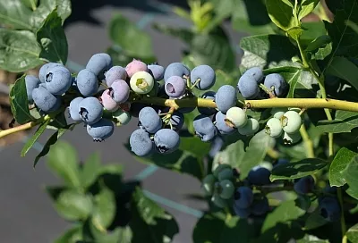 Любовь с кислинкой: особенности посадки голубики для богатого урожая