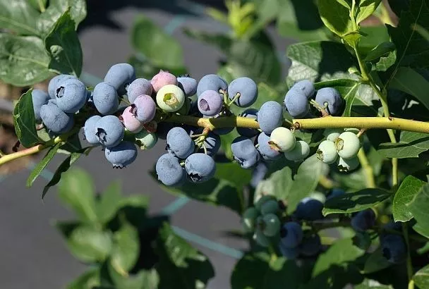 Любовь с кислинкой: особенности посадки голубики для богатого урожая