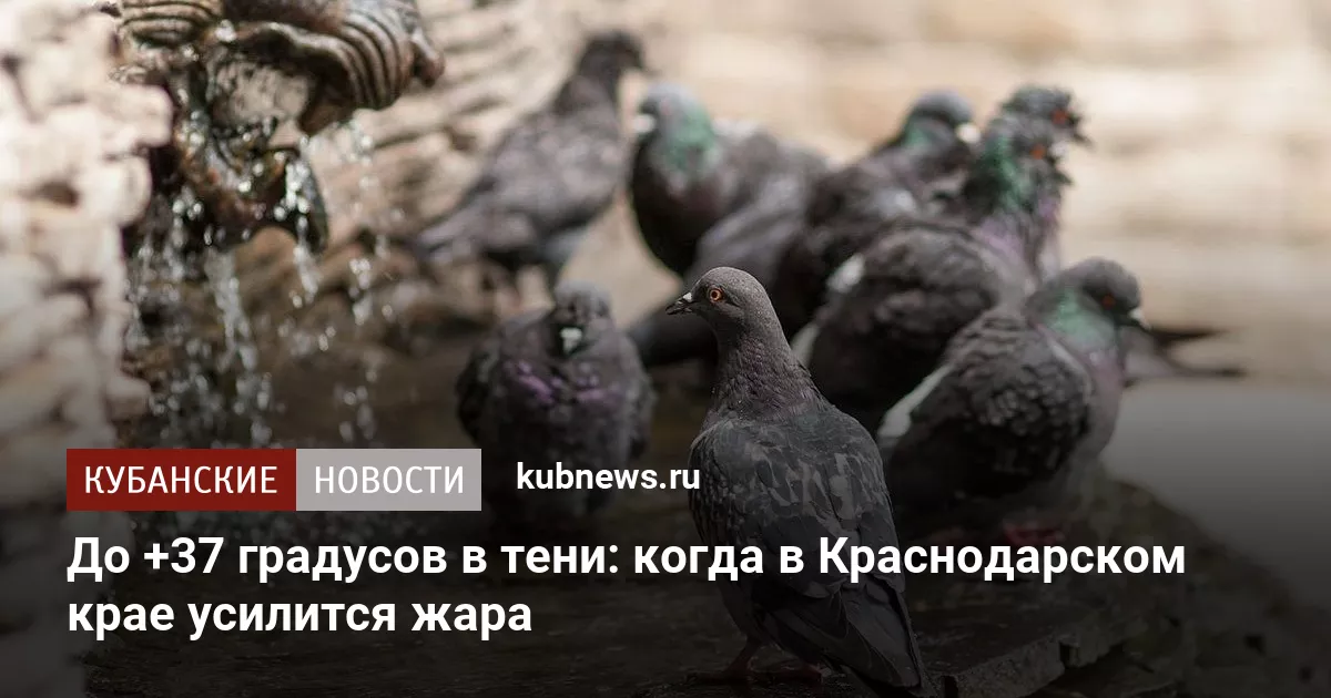 До +37 градусов в тени: когда в Краснодарском крае усилится жара