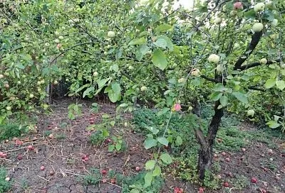 Собираю падалицу под яблоней каждые 2-3 дня – мыши и болезни обходят сад