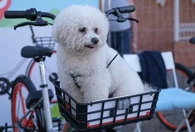 Краснодарский край возглавил топ направлений для путешествий с животными