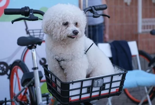 Краснодарский край возглавил топ направлений для путешествий с животными