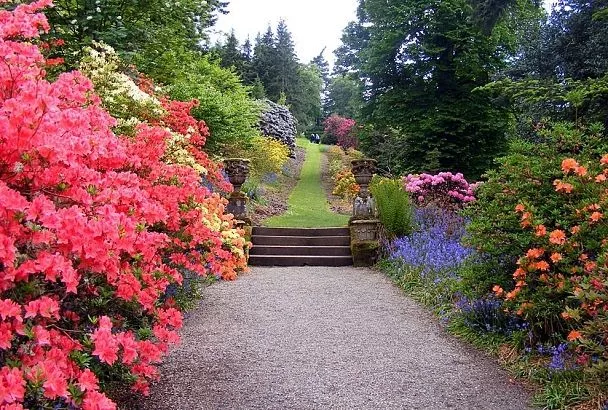 Посадил цветы раз — и на 100 лет: ТОП-5 многолетников, которые переживут ваших внуков