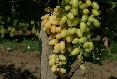 Такой сосед нам не нужен: какие растения нельзя сажать рядом друг с другом