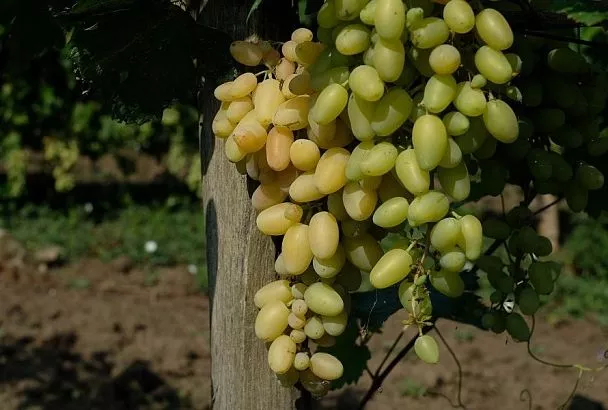 Такой сосед нам не нужен: какие растения нельзя сажать рядом друг с другом