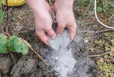 Зола работает как репеллент: 4 способа применения, которые несут максимум пользы