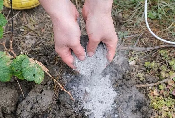 Зола работает как репеллент: 4 способа применения, которые несут максимум пользы