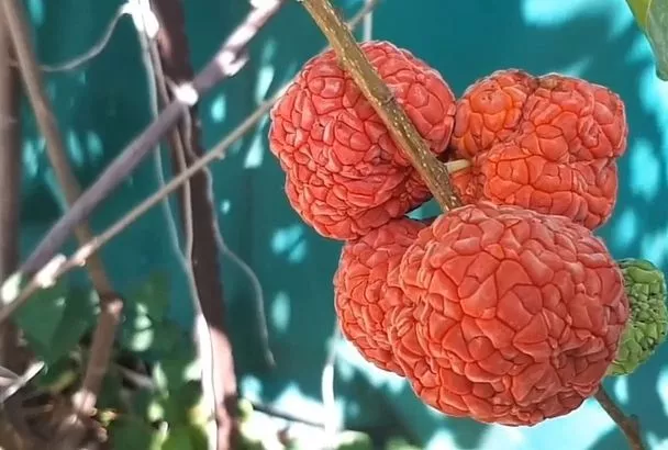 Клубника? Лучше! 5 причин купить саженцы клубничного дерева этой весной