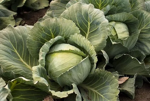 Посадка капусты в грунт и защита золой! Вера Шматко из Новороссийска гарантирует урожай без мухи и блошки