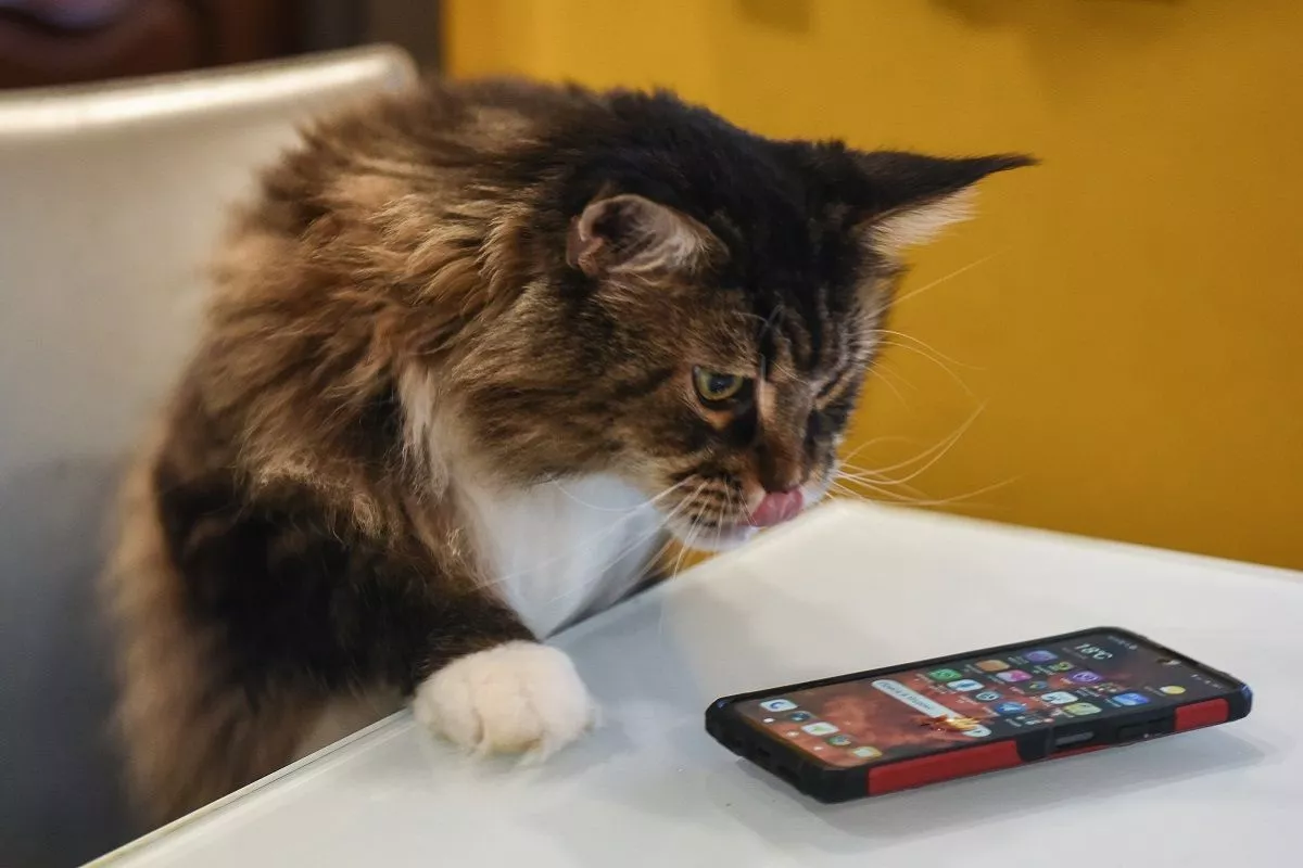 Стало известно, какими мессенджерами чаще пользуются кубанские автолюбители 