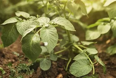 Хочешь картошки – подкорми: летние удобрения для крупных и здоровых клубней