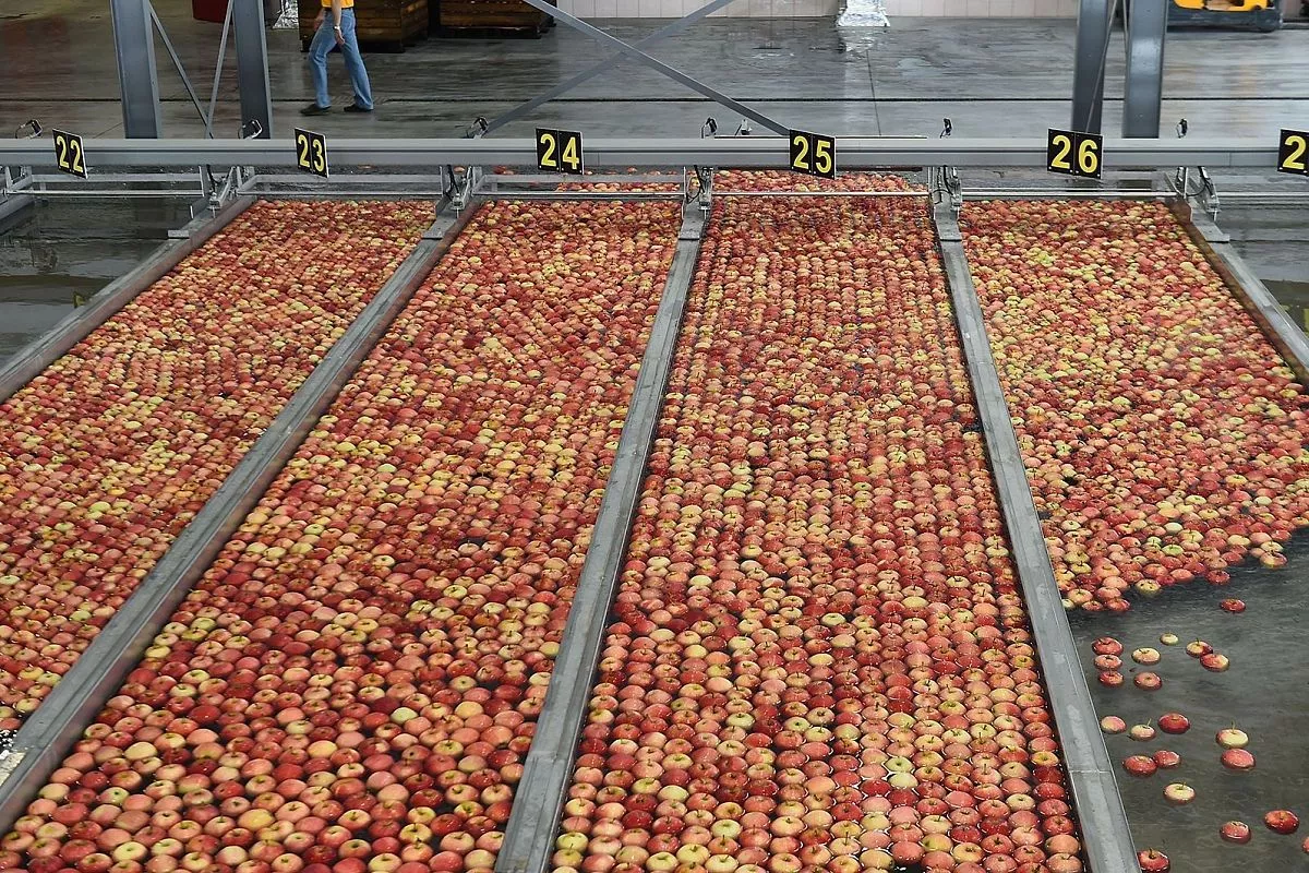 В компании «Алма Продакшн»  выращивают лучшие яблоки