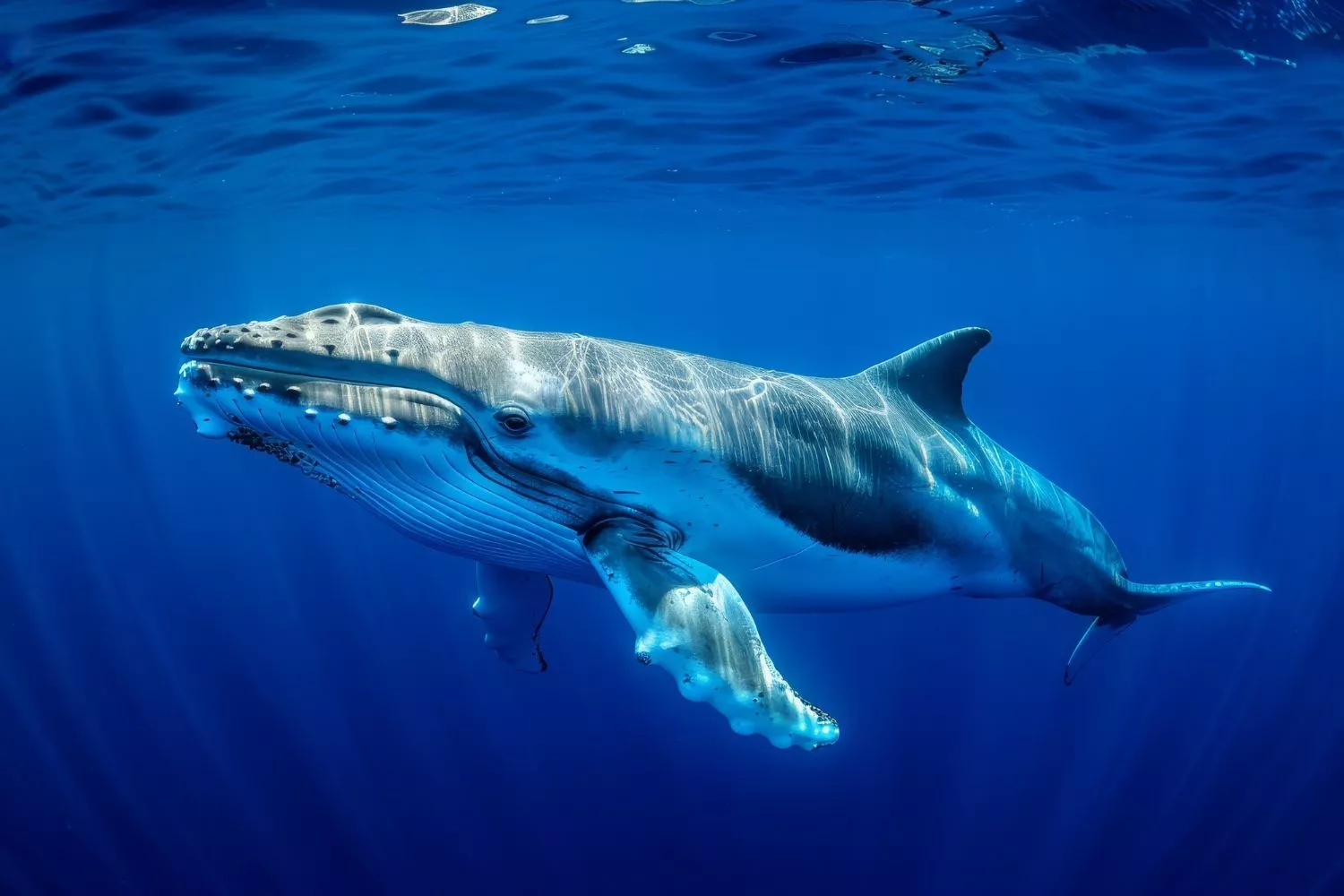 На Камчатке зафиксировали первых серых китов после зимовки в Тихом океане