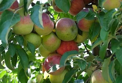 Производство фруктов и ягод на Кубани достигло рекордного уровня