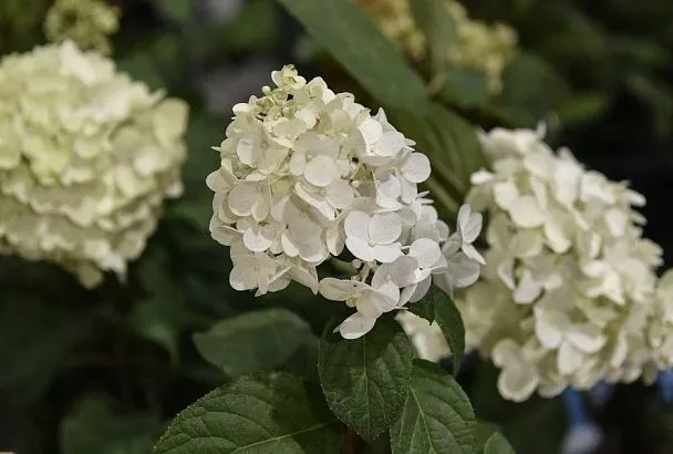 Всего четыре подкормки в год и вы утоните в цветах: как удобрять метельчатую гортензию  