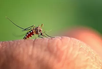 В Крыму впервые зафиксировали заражение дирофиляриозом через укус комара