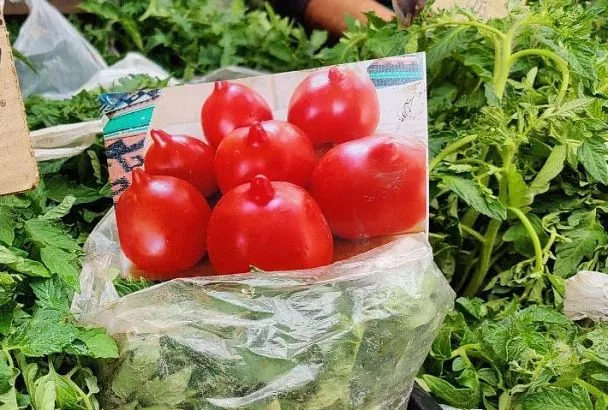 Перед посадкой рассады в грунт — обязательно: рыбная мука для рекордного урожая томатов 