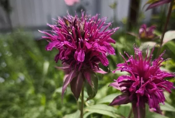 Цветущая диагностика: монарда – самый чуткий индикатор мучнистой росы