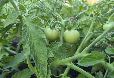 Стремимся к целостности: почему томаты лопаются и как этого избежать