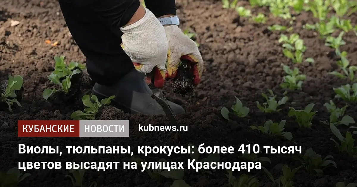 Виолы, тюльпаны, крокусы: более 410 тысяч цветов высадят на улицах Краснодара