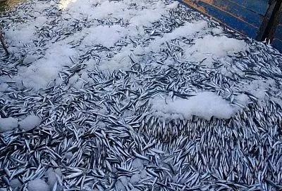 Уловы российских рыбаков в Азовском и Черном морях стали максимальными за последние четыре года