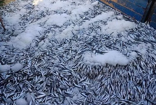 Уловы российских рыбаков в Азовском и Черном морях стали максимальными за последние четыре года