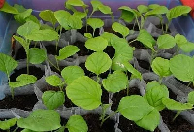 Подкормка рассады сладким раствором: мифы или реальная польза?