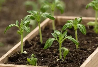 Неправильный день — потеря урожая: ключевые моменты для успешного выращивания томатов