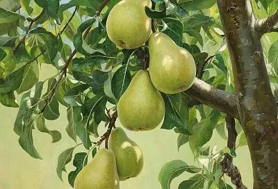 Как посадить грушу, чтобы плодоносила уже на 2–3 год: секреты опытных садоводов 