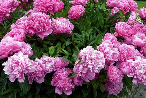 Ваши пионы мигом зацветут: спасаем их от болезней и вредителей за 3 шага